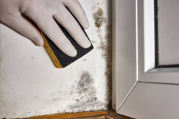 Mold Odor Removal Services